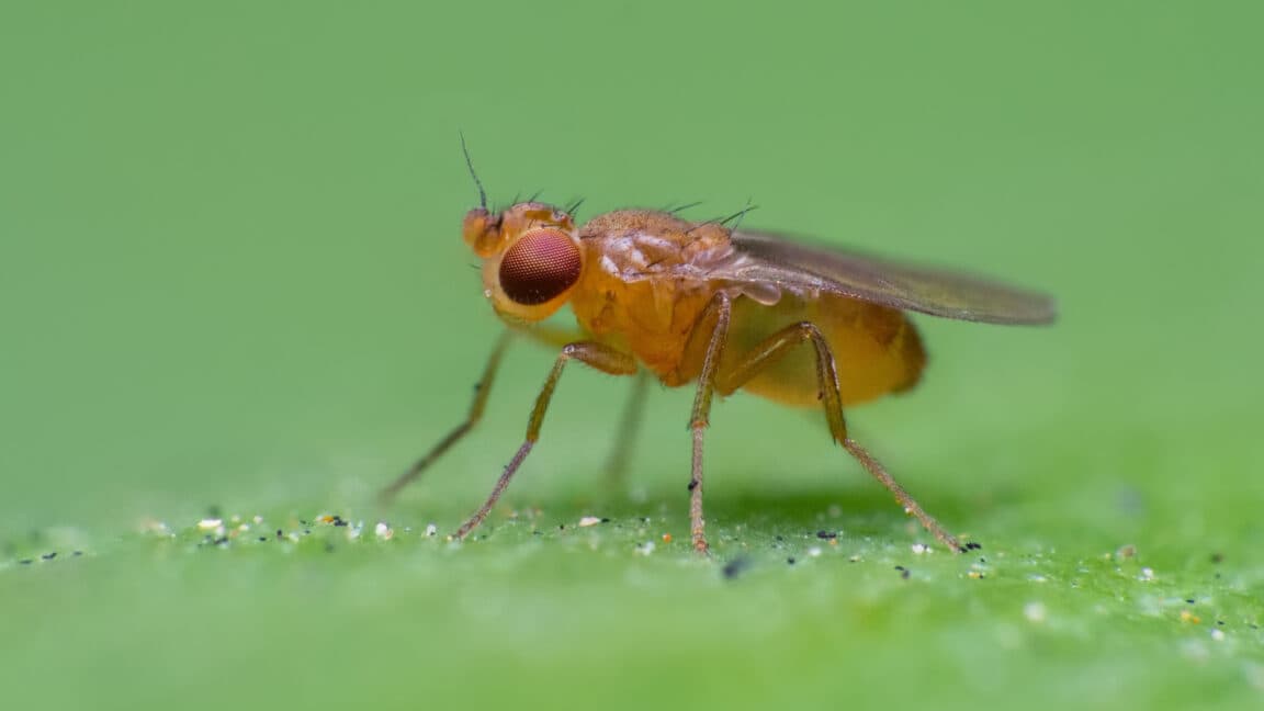 How fruit flies chase invisible ribbons of smell to get to their source