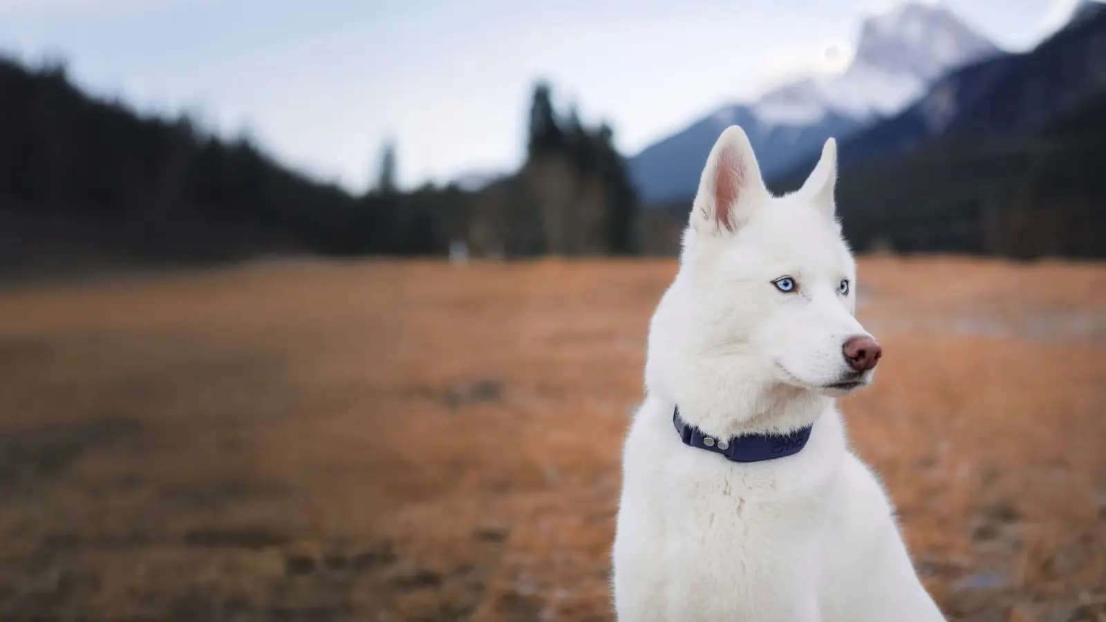 Best GPS dog collar gets better with Precision+ tracking ★★★★★