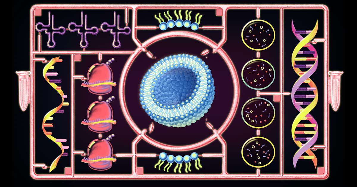 For first time, a cell built from scratch grows and divides