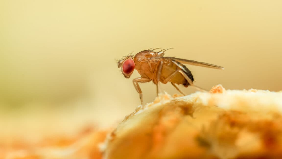 Just like a fruit fly, a new algorithm never forgets old scents