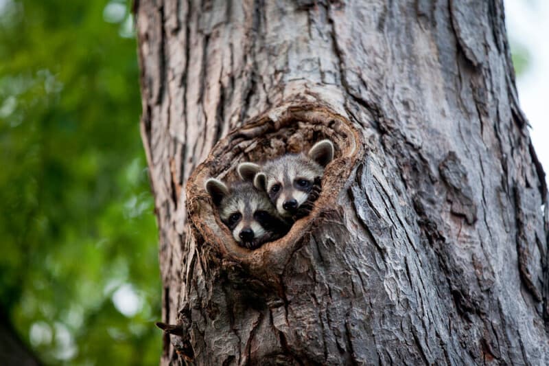 Keepers of Noble Numbats to be offered a Resolute Racoon: Ubuntu 26.04.1 is coming