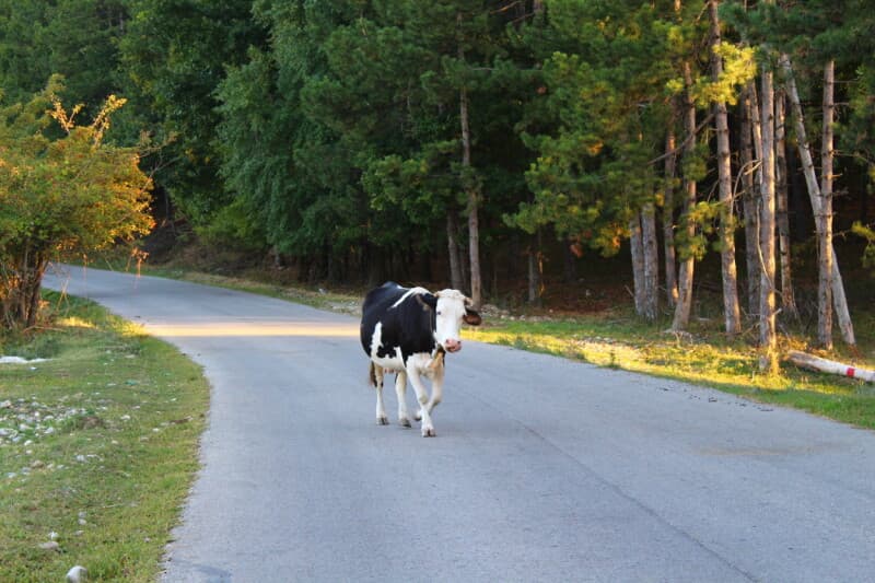 Claude Sonnet 5.0 heads straight down the middle of the road to dodge controversy