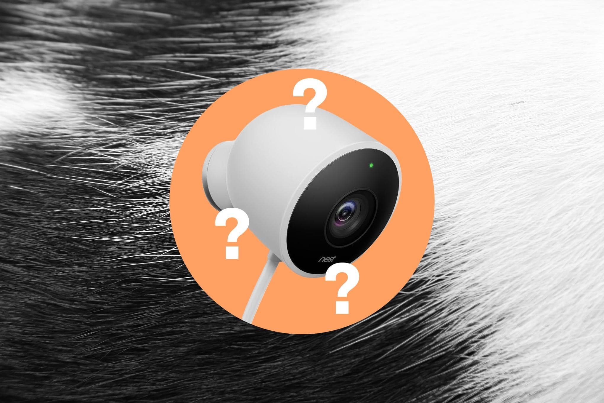 Google’s Pet Memory forgot who my cats are