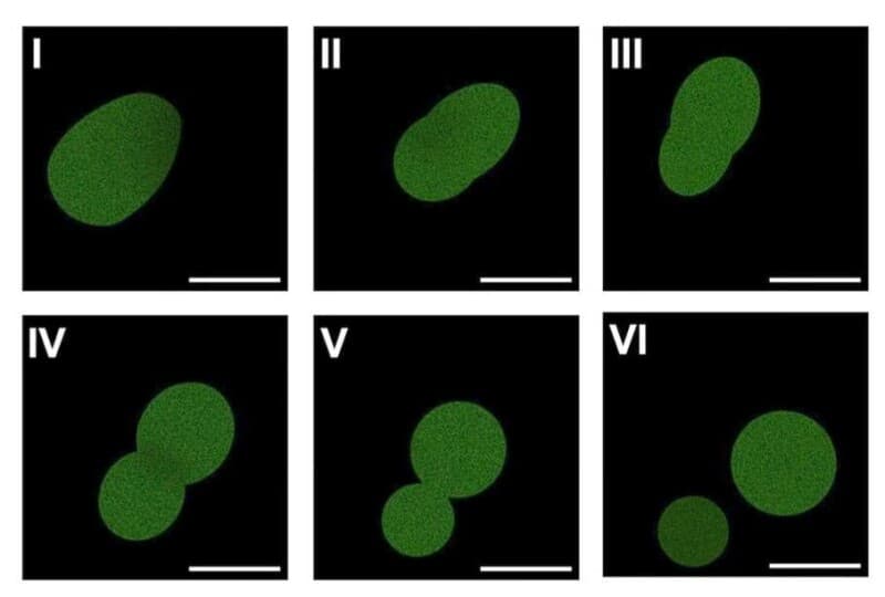 An artificial cell with a full lifecycle has been created for the first time