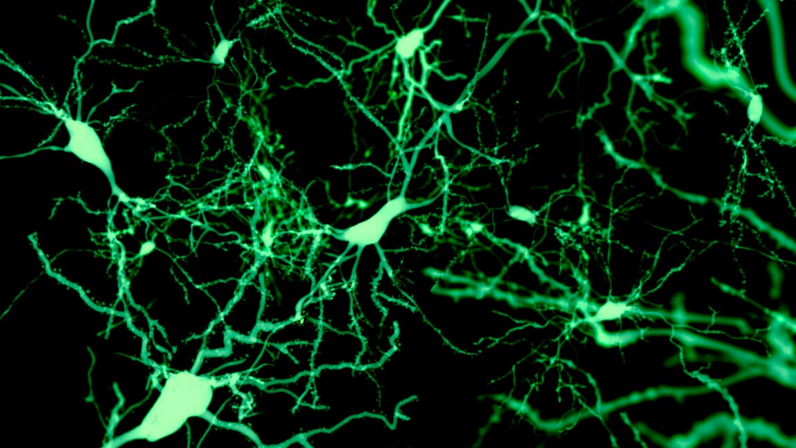 Finding the cells that put our brain to sleep