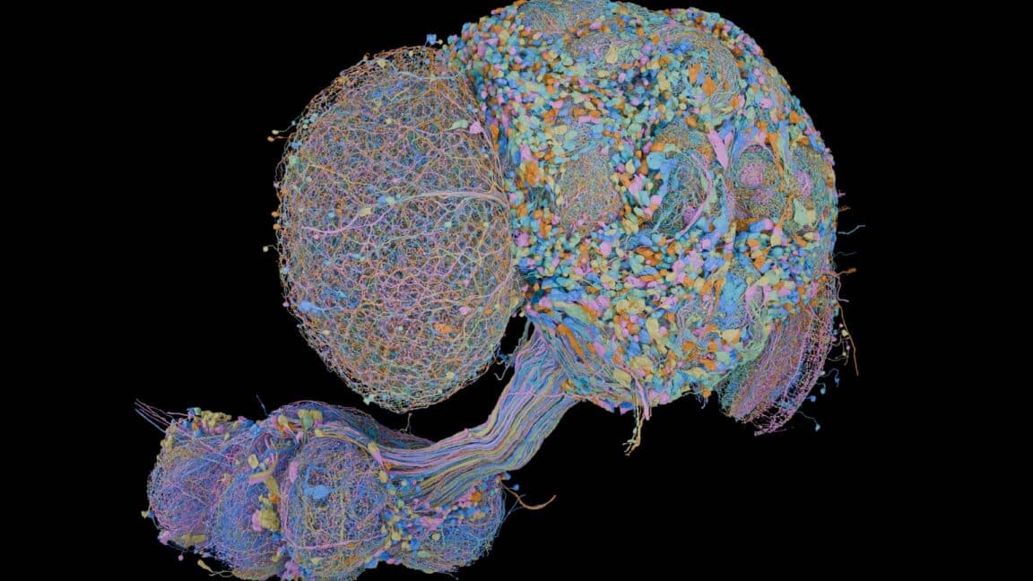 Second complete map of a fruit fly brain completed