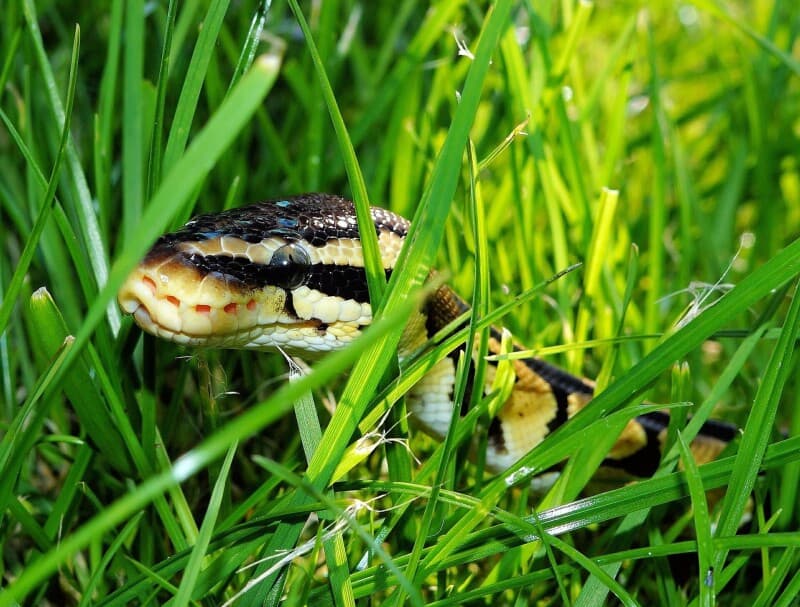 Python dev saved from disaster by intuition...and AI
