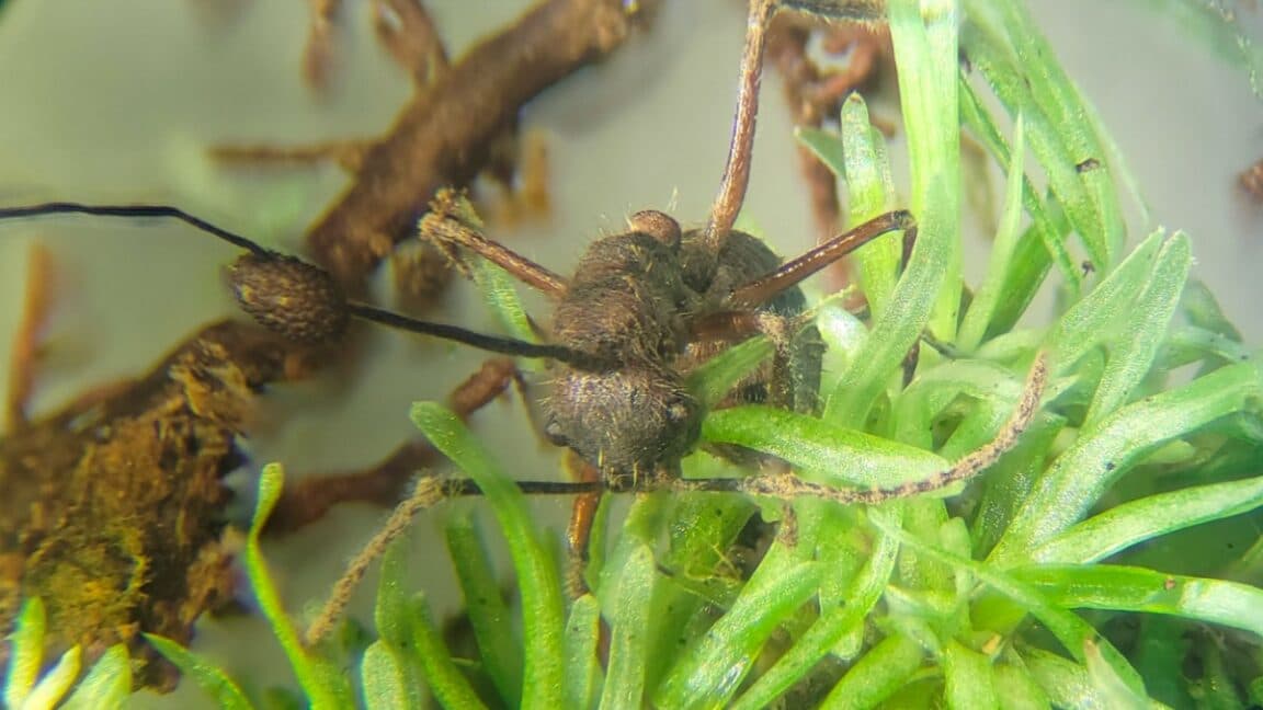 Parasitic zombie-ant fungus thrives in mosses, too